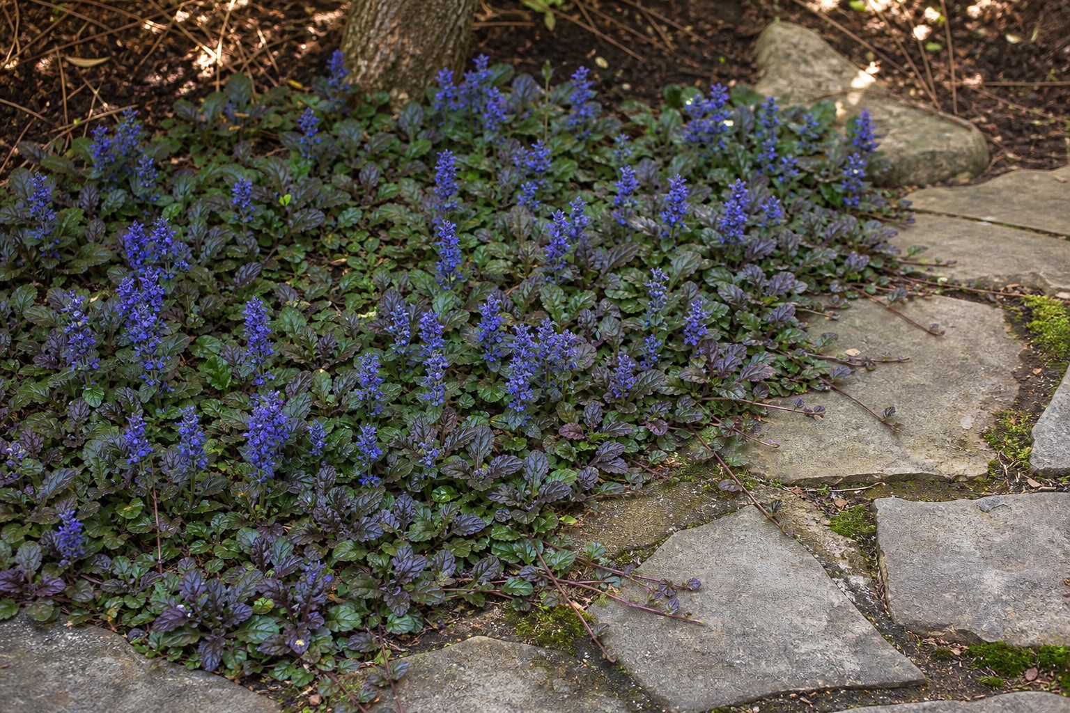 Bugleweed (Ajuga reptans) identification photo