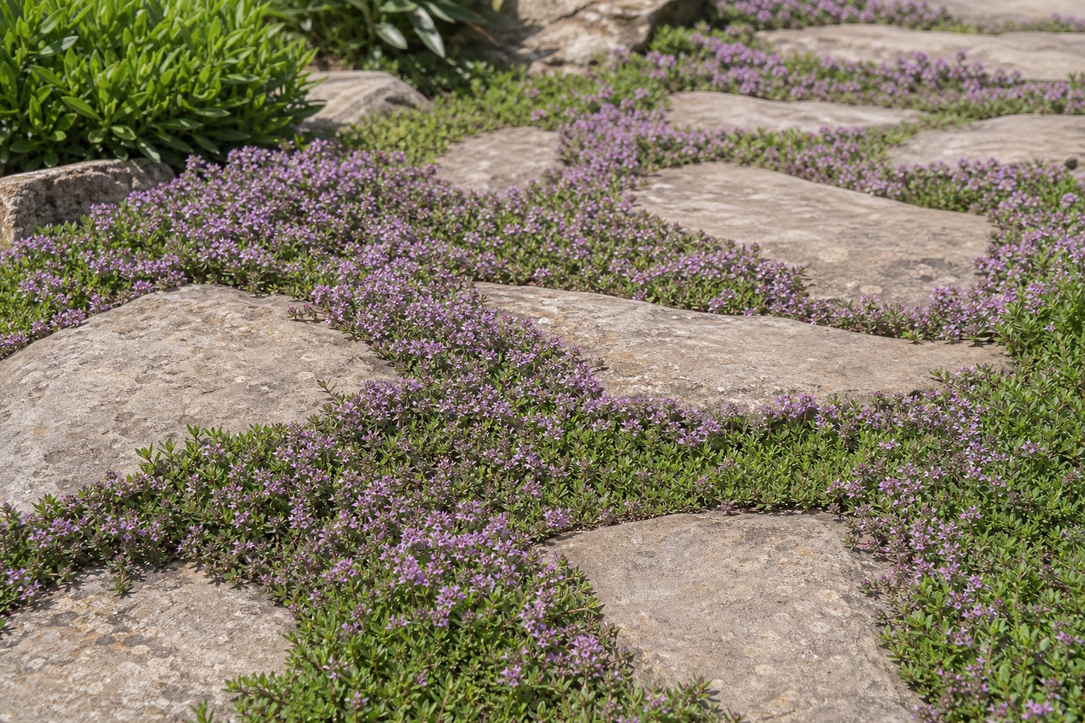 Creeping Thyme (Thymus serpyllum) identification photo