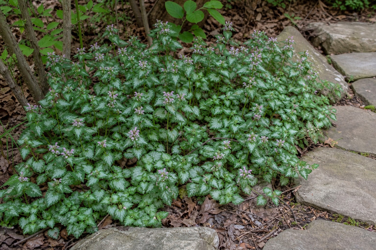 Spotted Dead Nettle (Lamium maculatum) identification photo