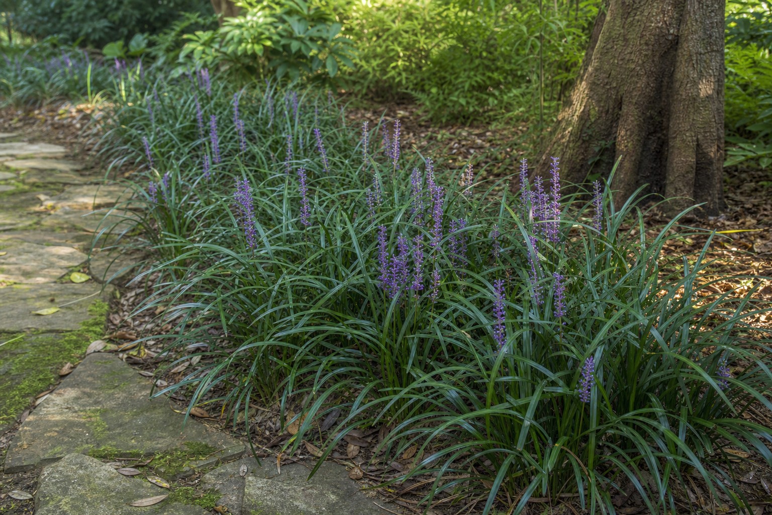 Lilyturf (Liriope muscari) identification photo