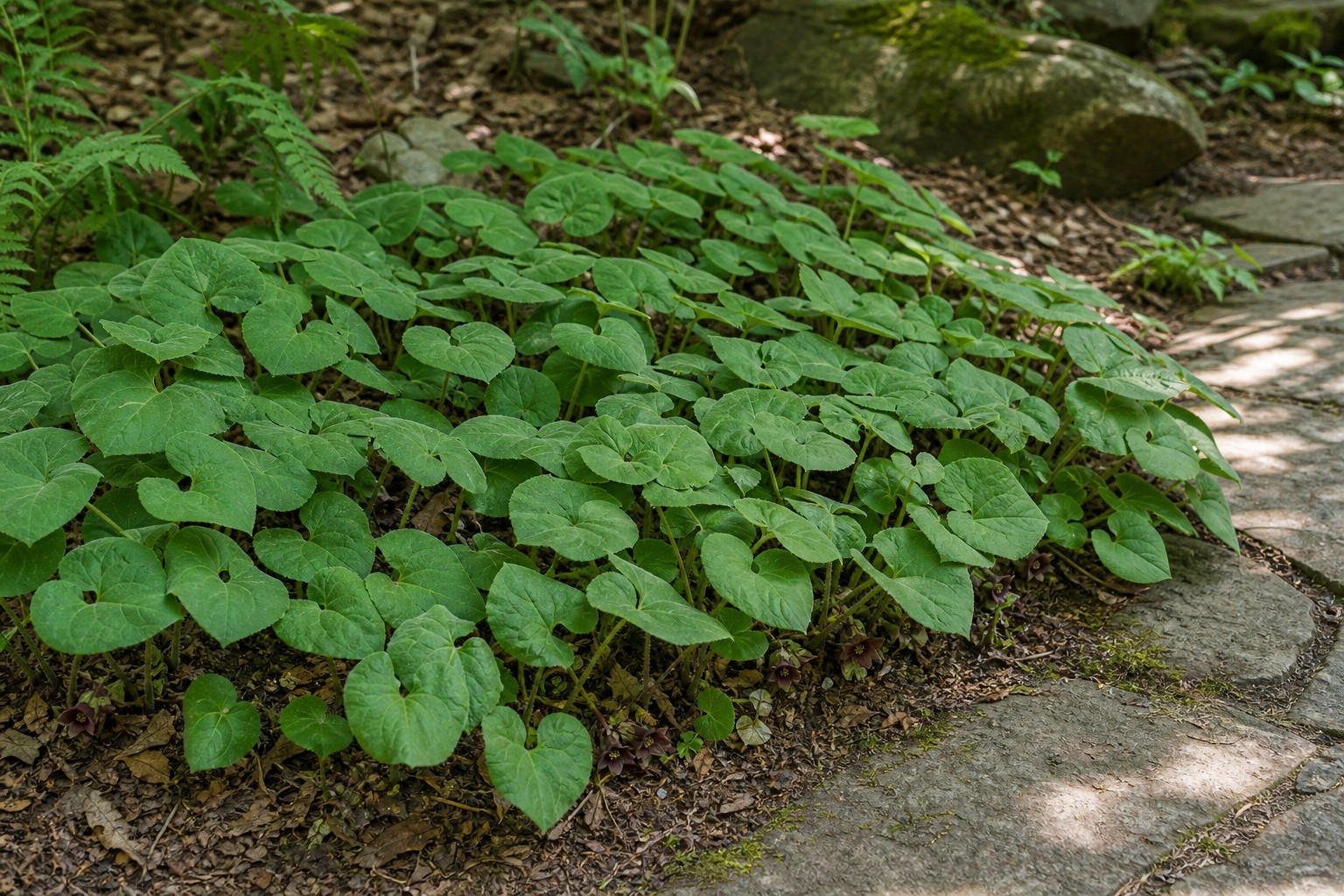 Wild Ginger (Asarum canadense) identification photo