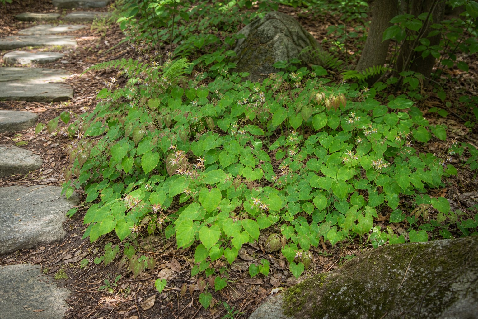 Barrenwort (Epimedium spp.) identification photo