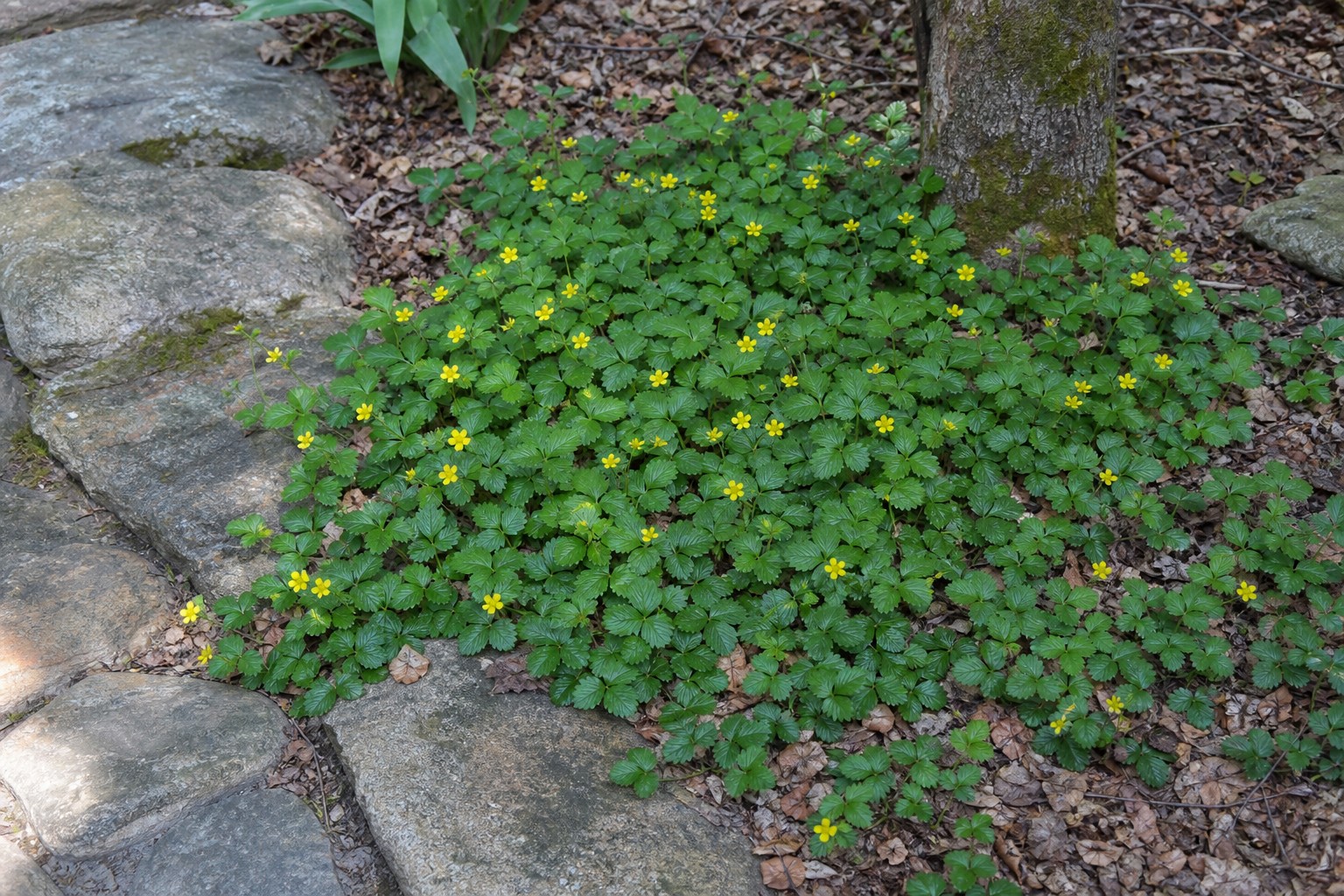 Barren Strawberry (Waldsteinia fragarioides) identification photo