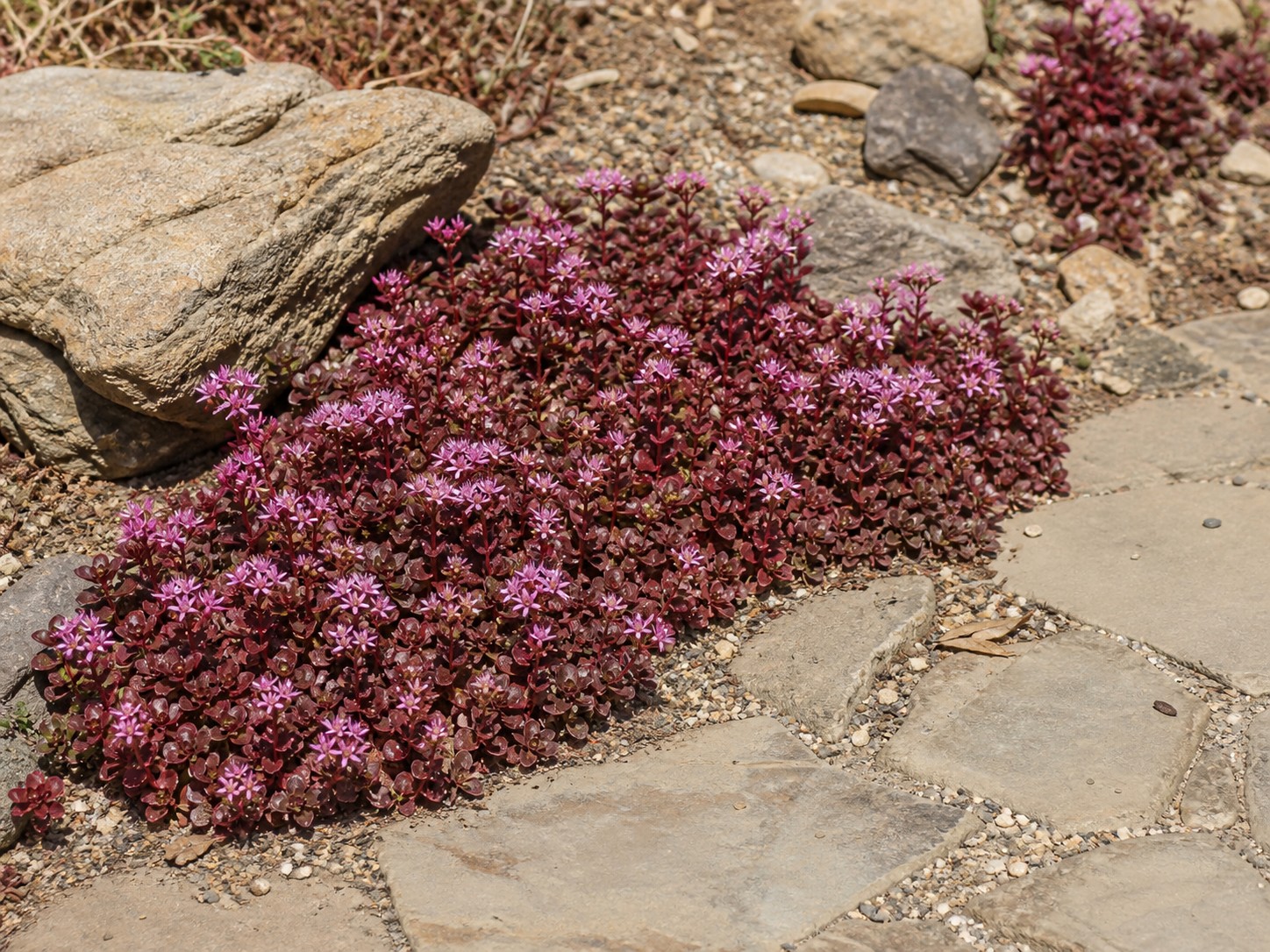 Stonecrop (Sedum spurium) identification photo