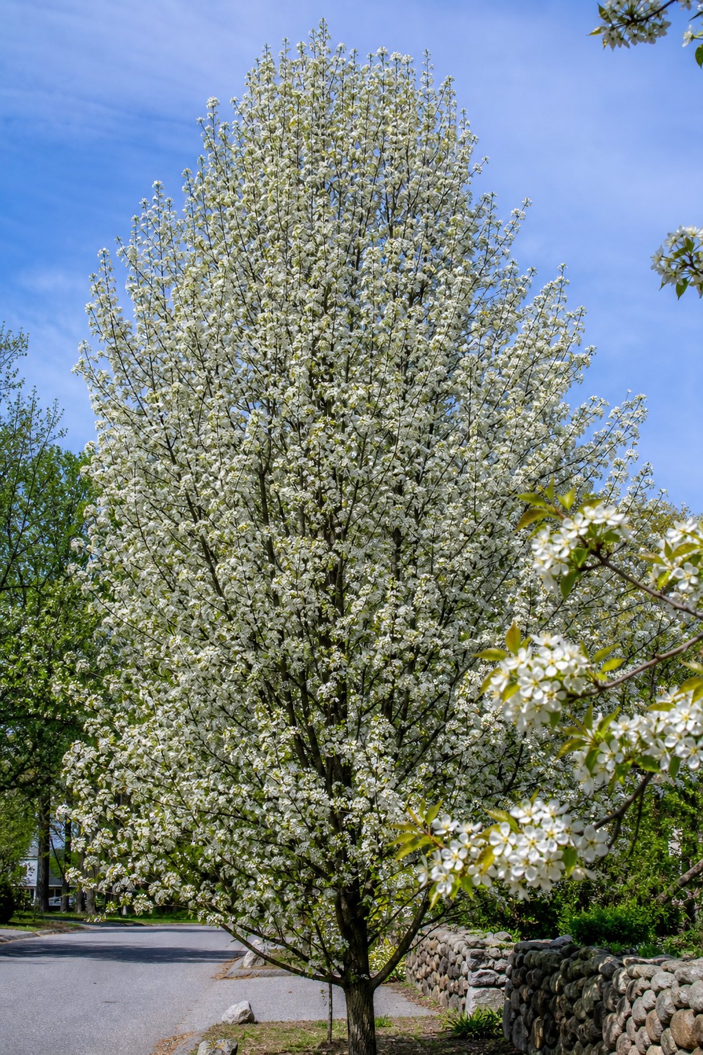 Callery Pear (Pyrus calleryana) identification photo