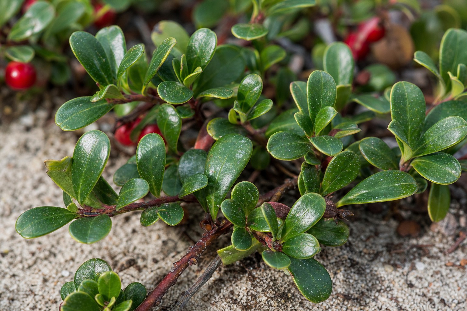 Bearberry (Arctostaphylos uva-ursi) identification photo