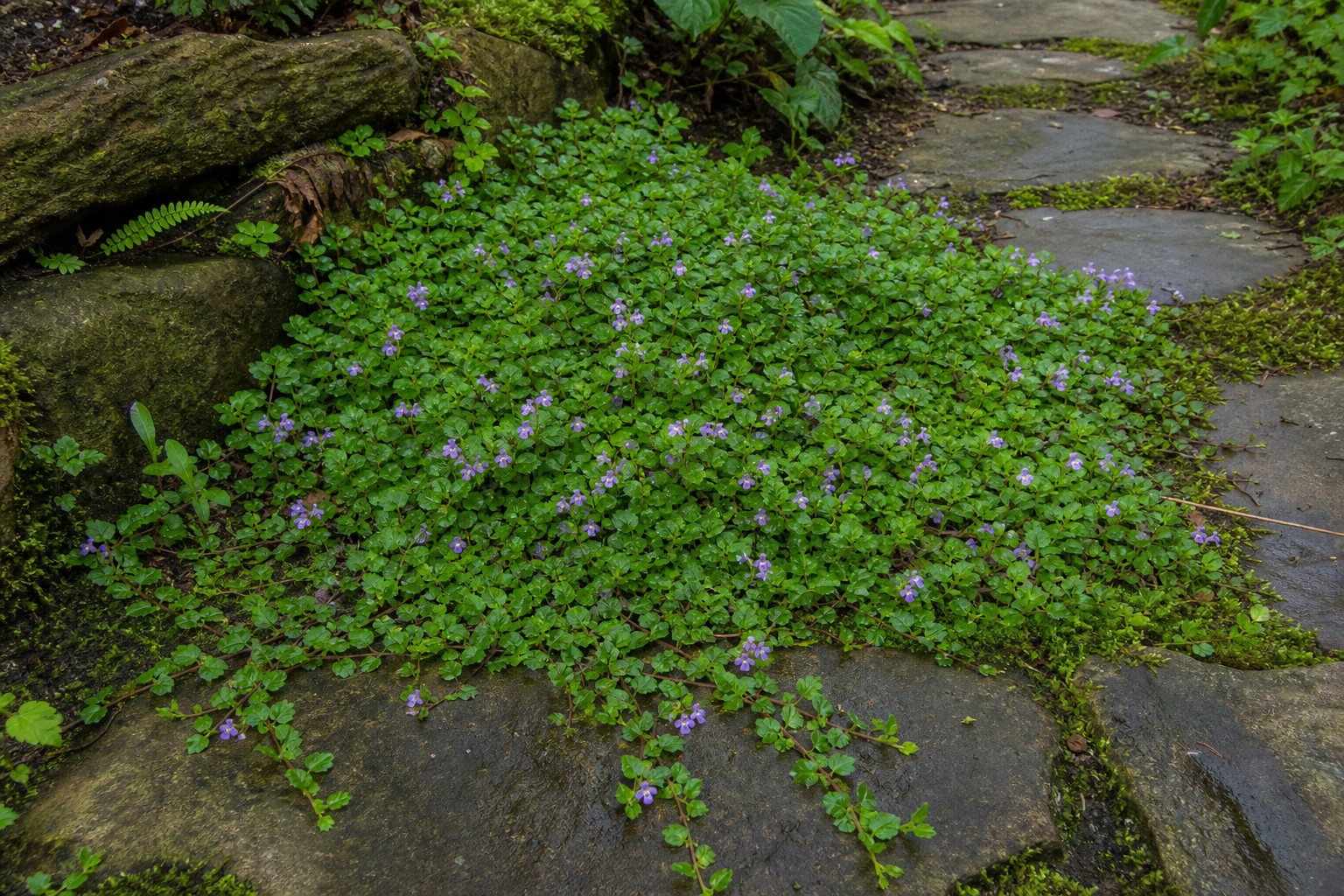 Mazus (Mazus reptans) identification photo