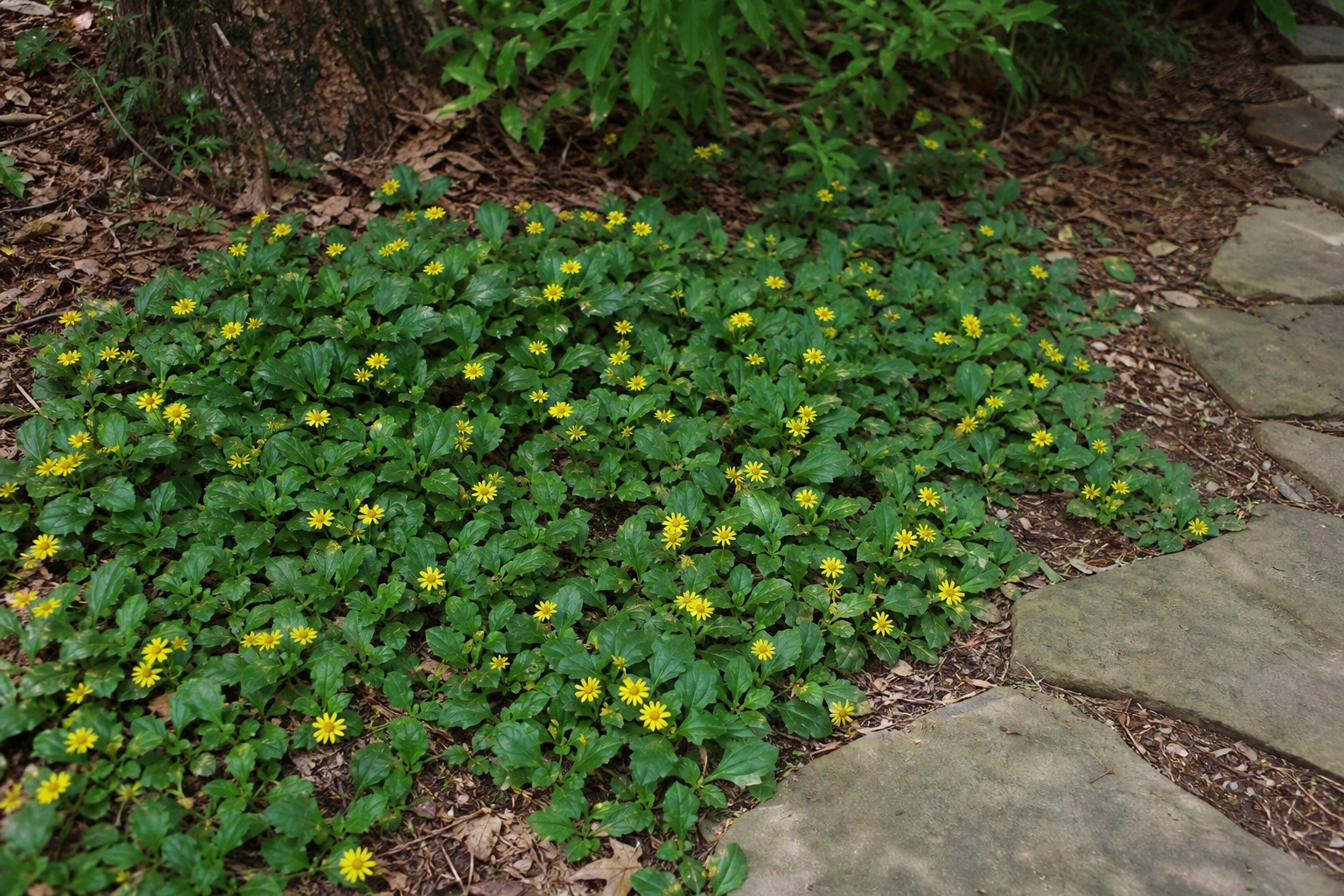 Green and Gold (Chrysogonum virginianum) identification photo