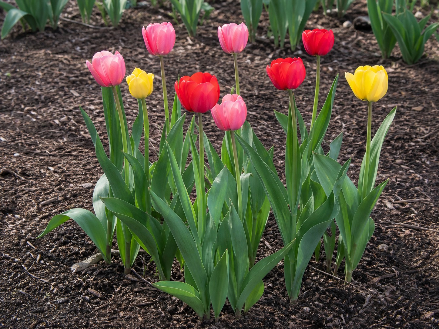 Tulip (Tulipa spp.) identification photo