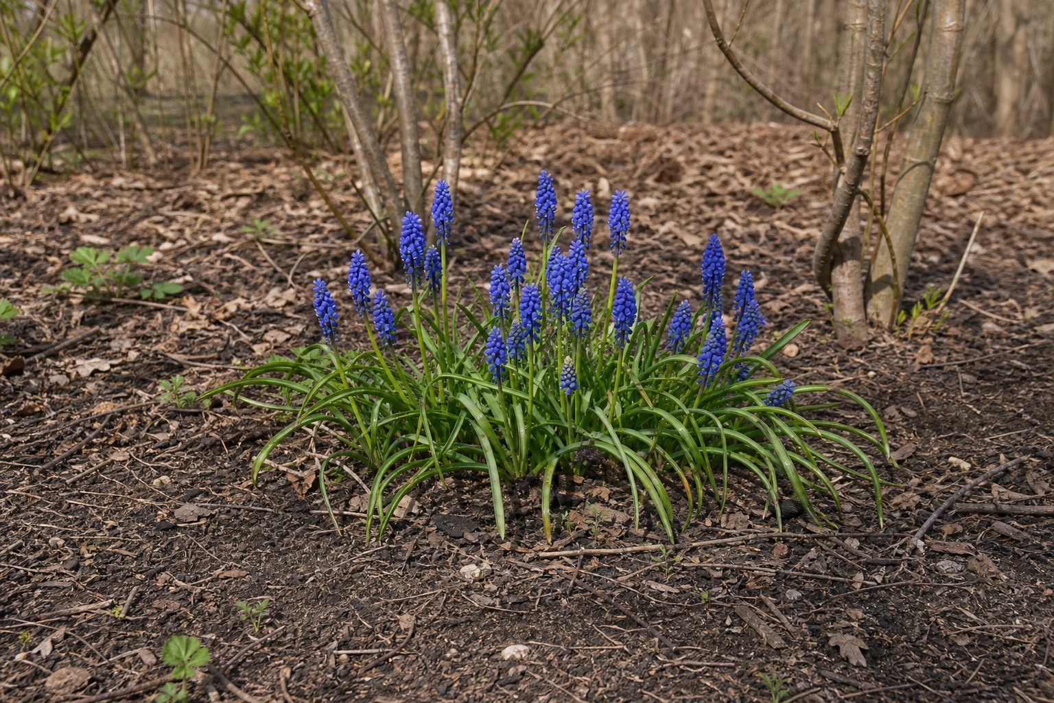 Grape Hyacinth (Muscari armeniacum) identification photo