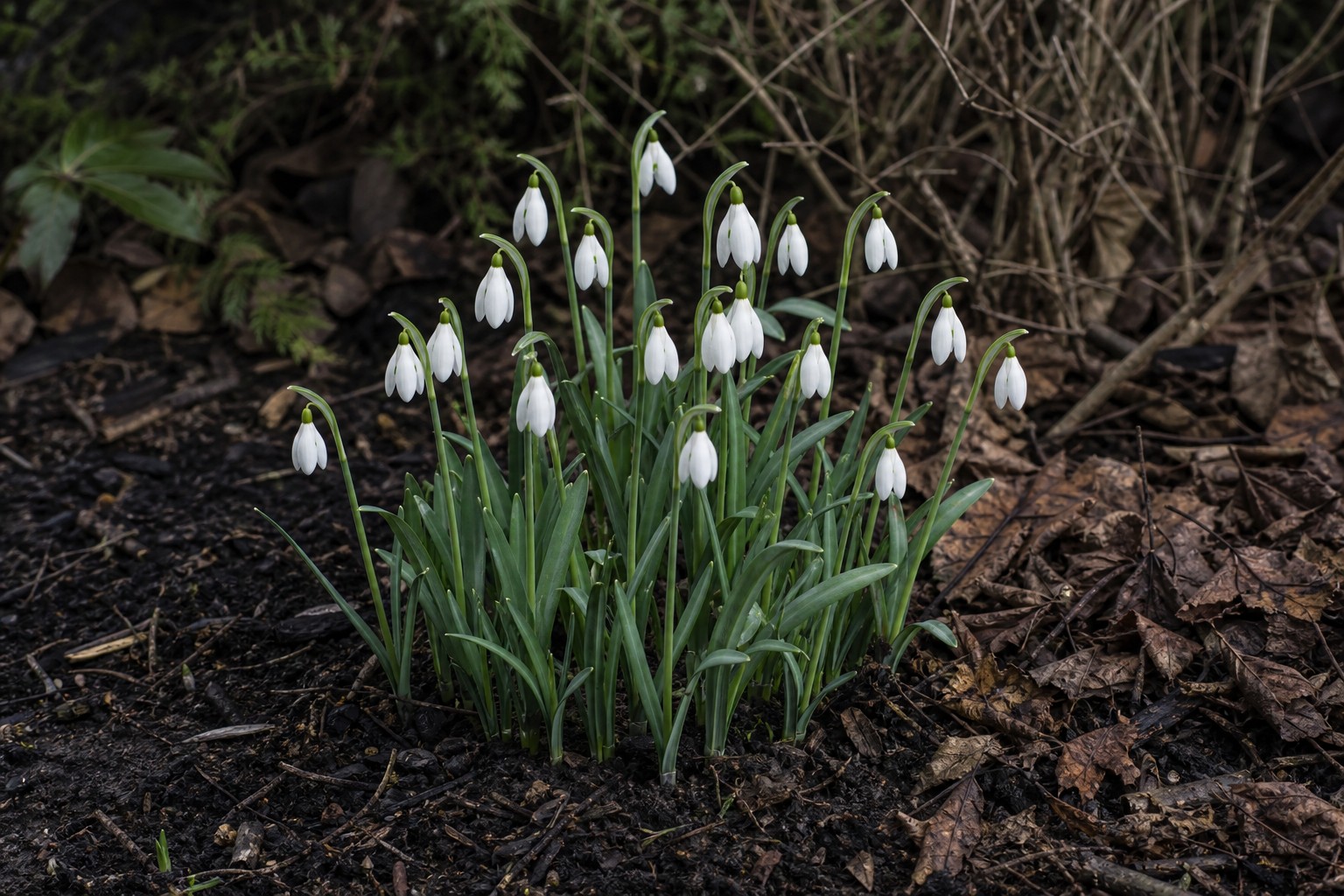 Snowdrop (Galanthus nivalis) identification photo