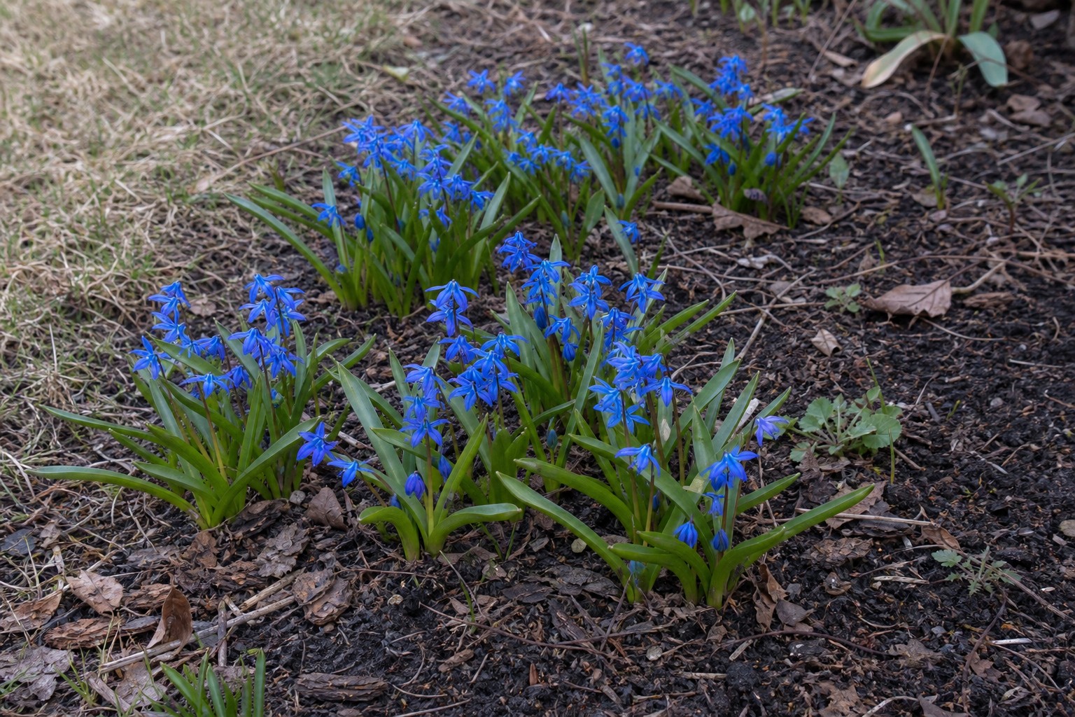 Siberian Squill (Scilla siberica) identification photo