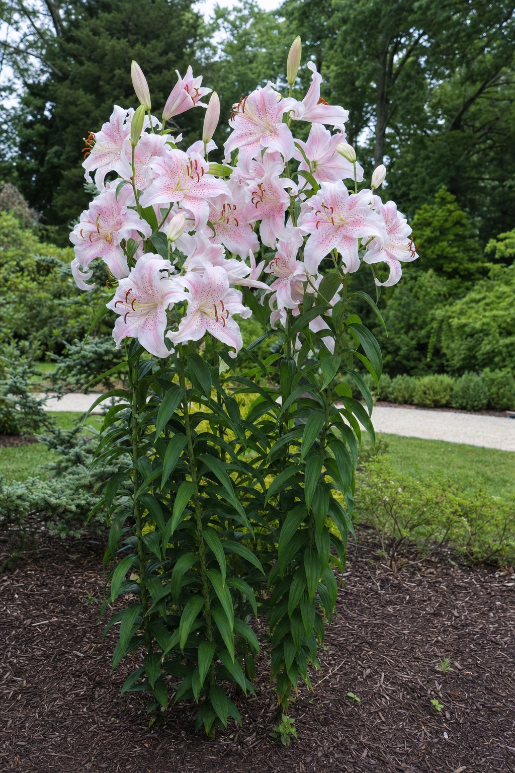 Oriental Lily (Lilium orientale) identification photo