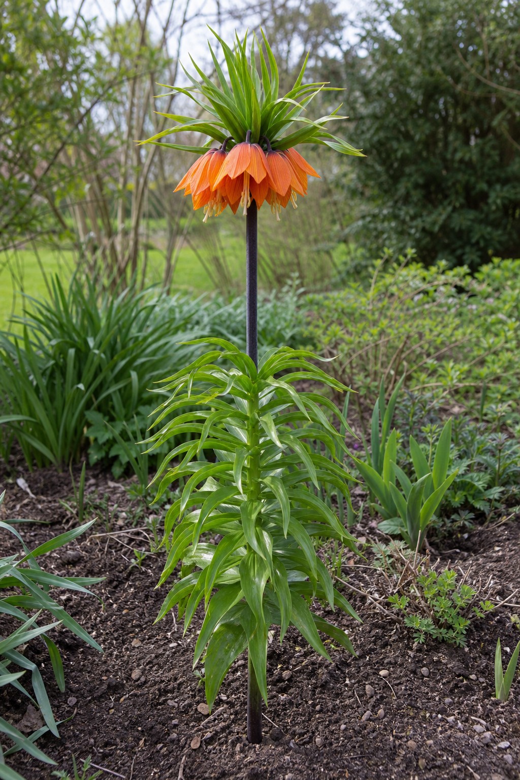 Crown Imperial (Fritillaria imperialis) identification photo