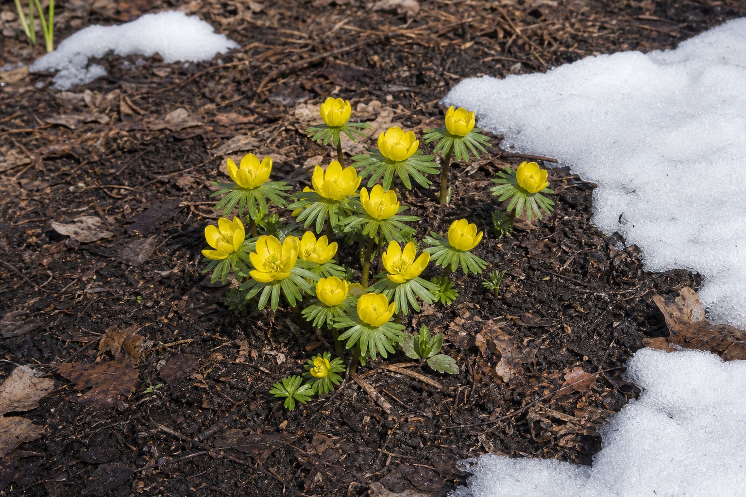 Winter Aconite (Eranthis hyemalis) identification photo