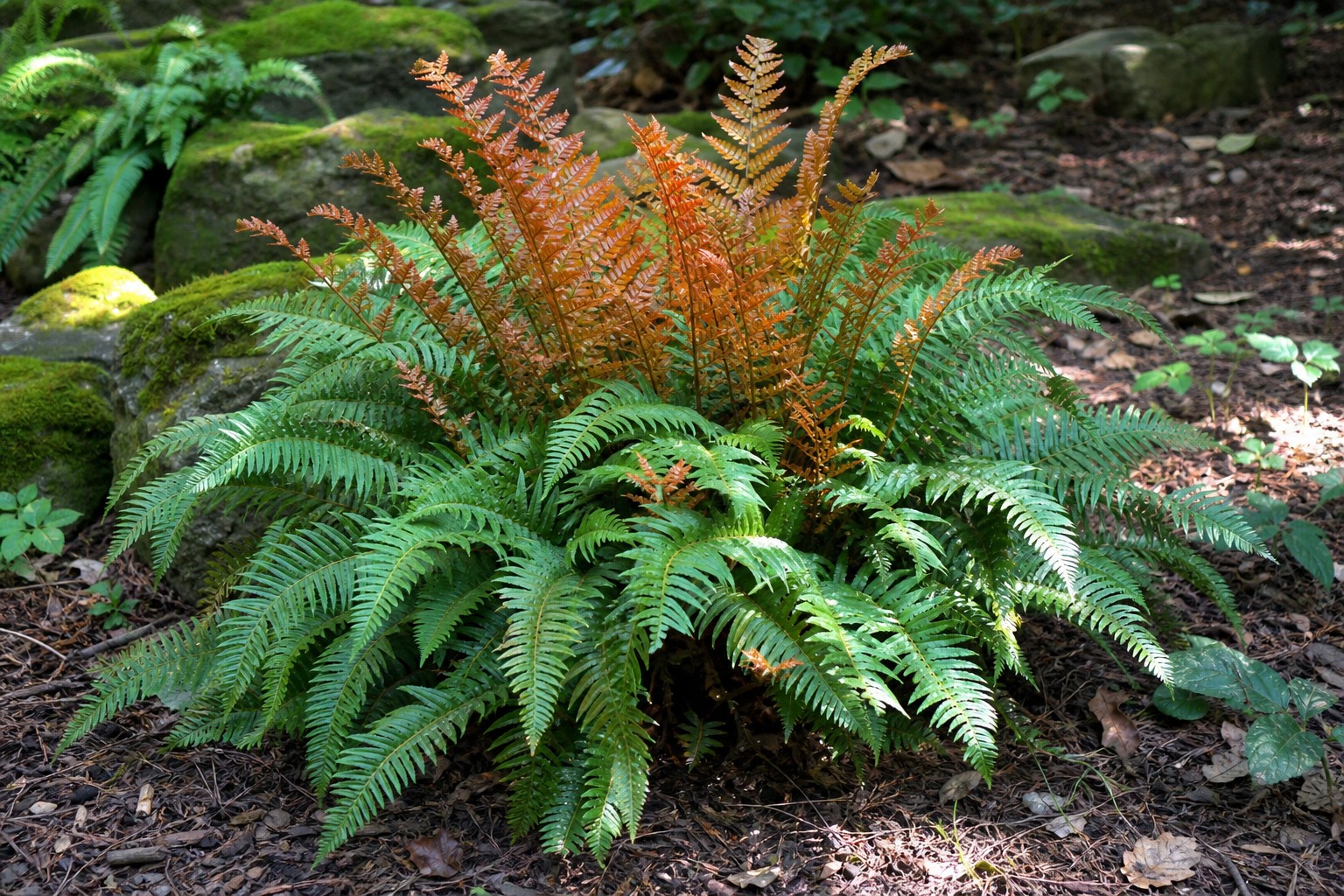 Autumn Fern (Dryopteris erythrosora) identification photo
