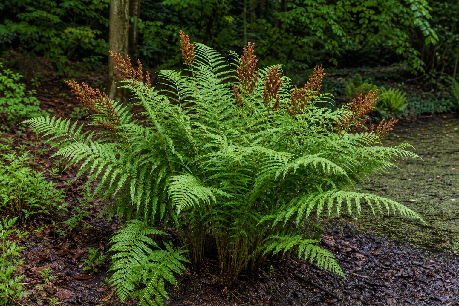 Royal Fern (Osmunda regalis) identification photo