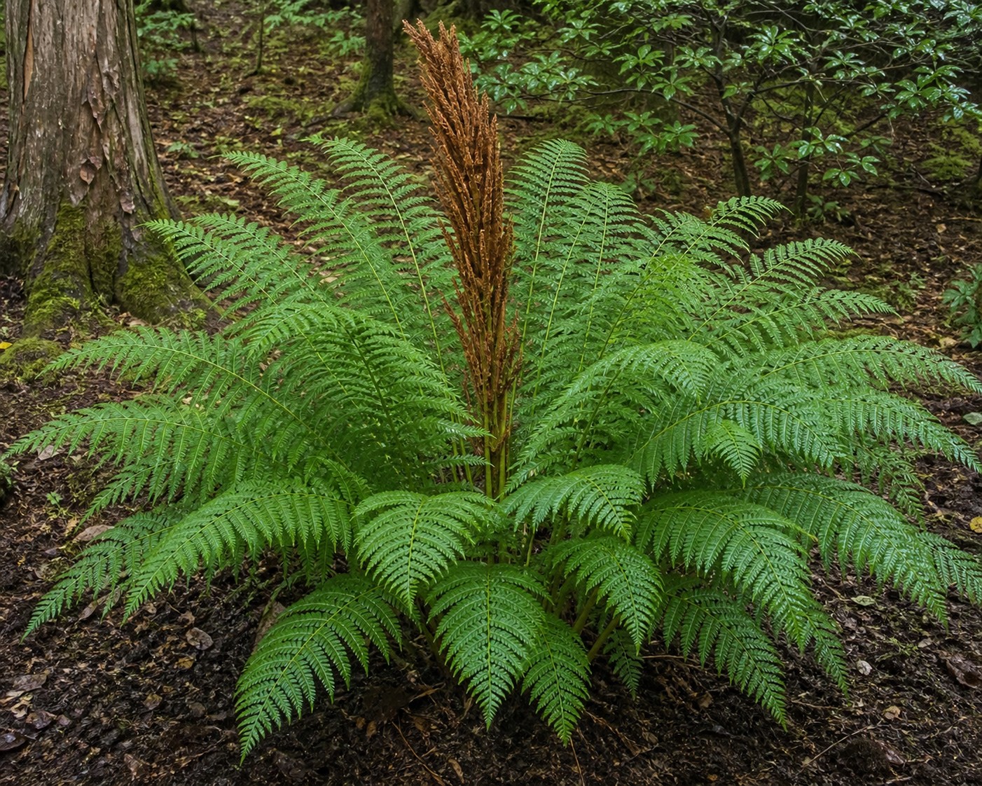 Cinnamon Fern (Osmundastrum cinnamomeum) identification photo
