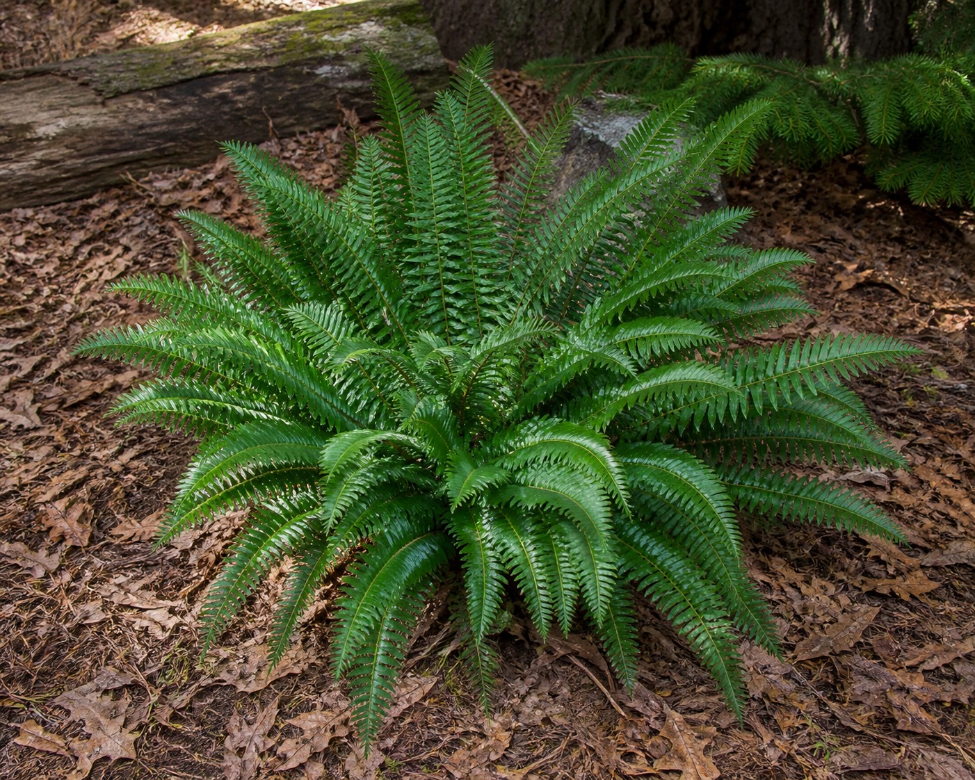 Christmas Fern (Polystichum acrostichoides) identification photo