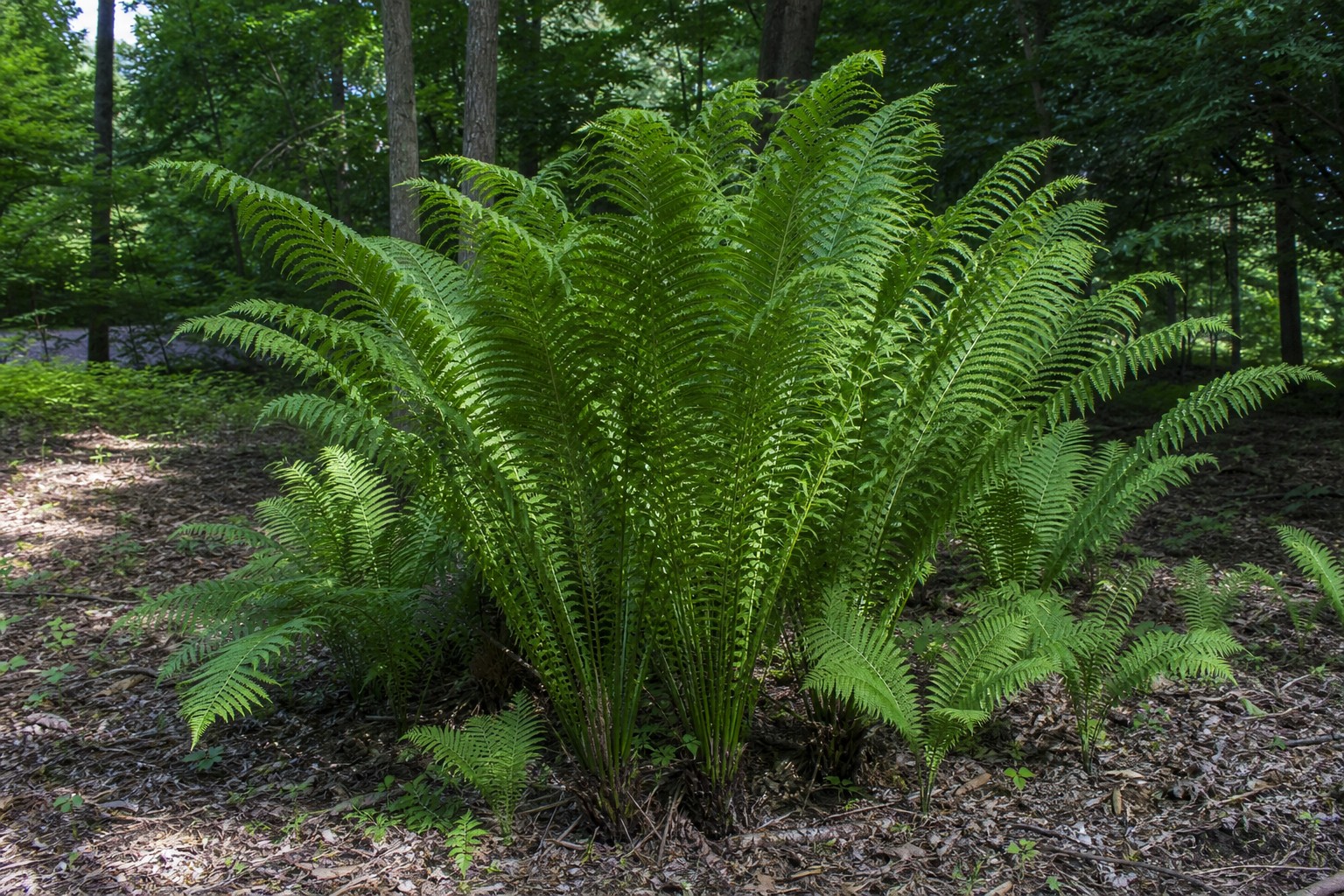 Ostrich Fern (Matteuccia struthiopteris) identification photo
