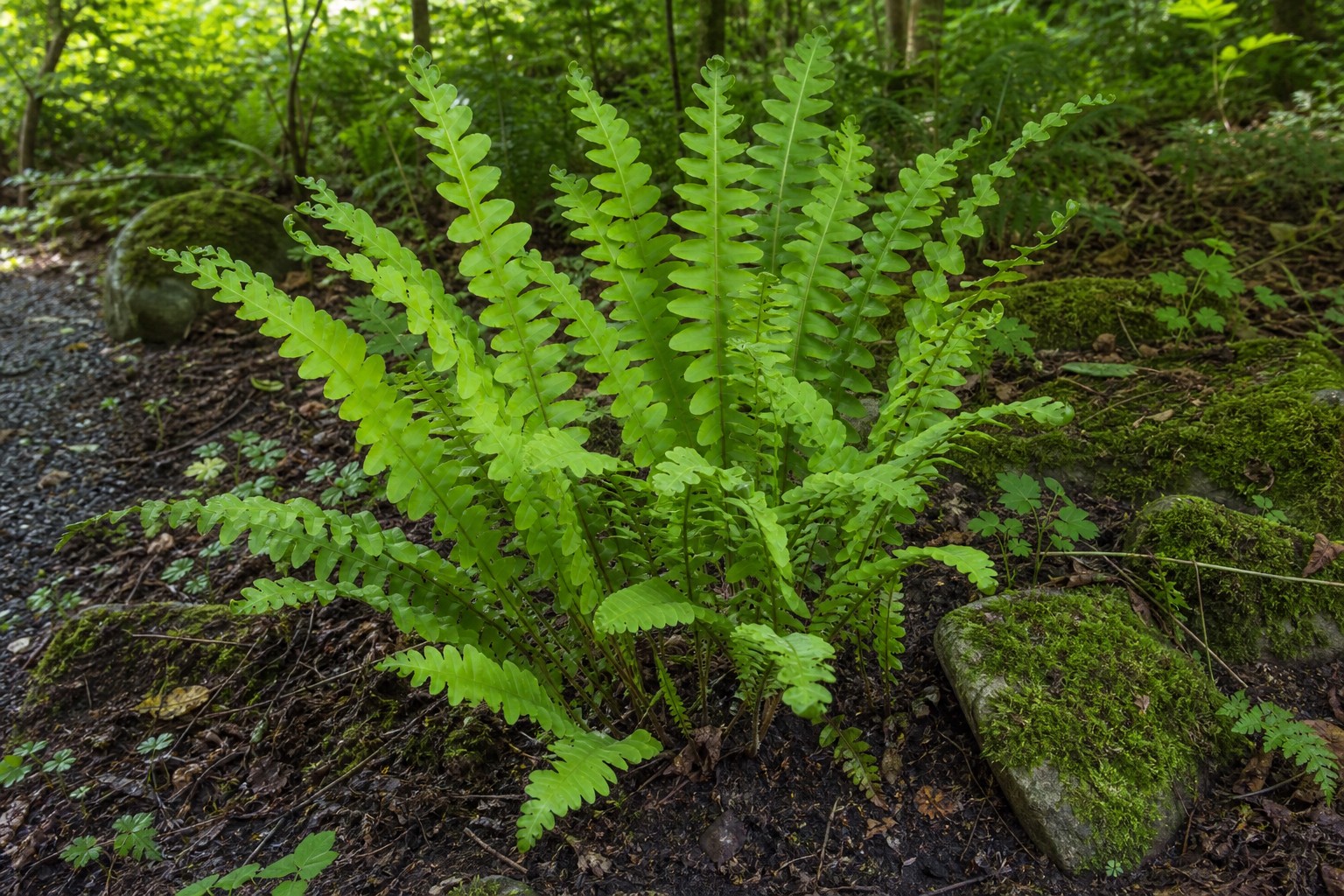 Sensitive Fern (Onoclea sensibilis) identification photo