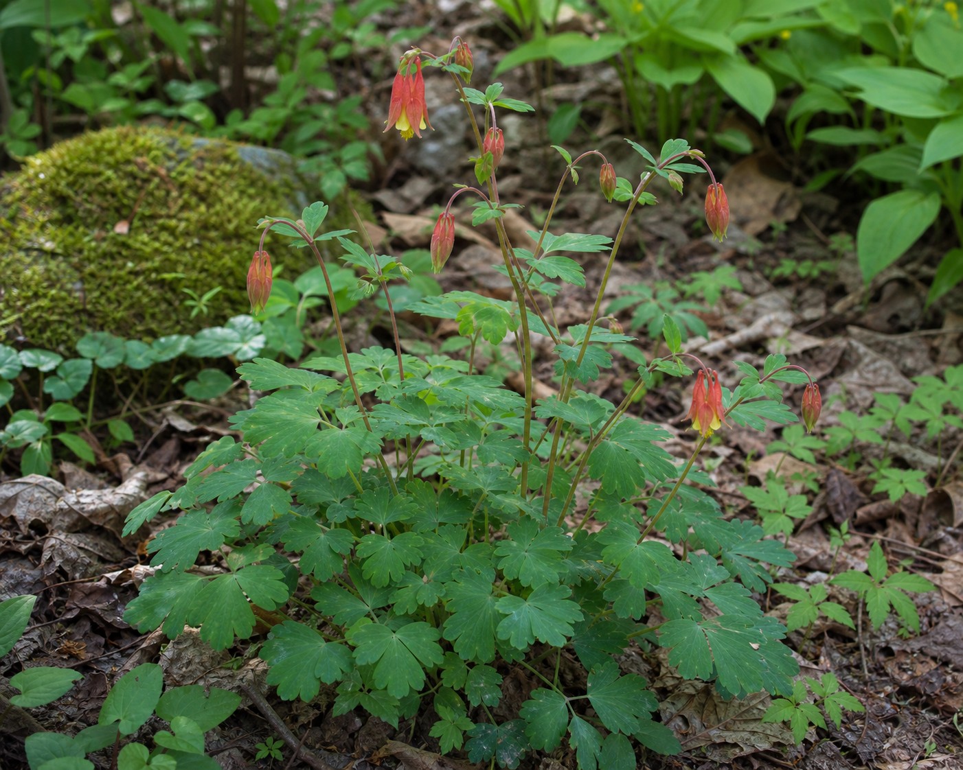 Wild Columbine (Aquilegia canadensis) identification photo