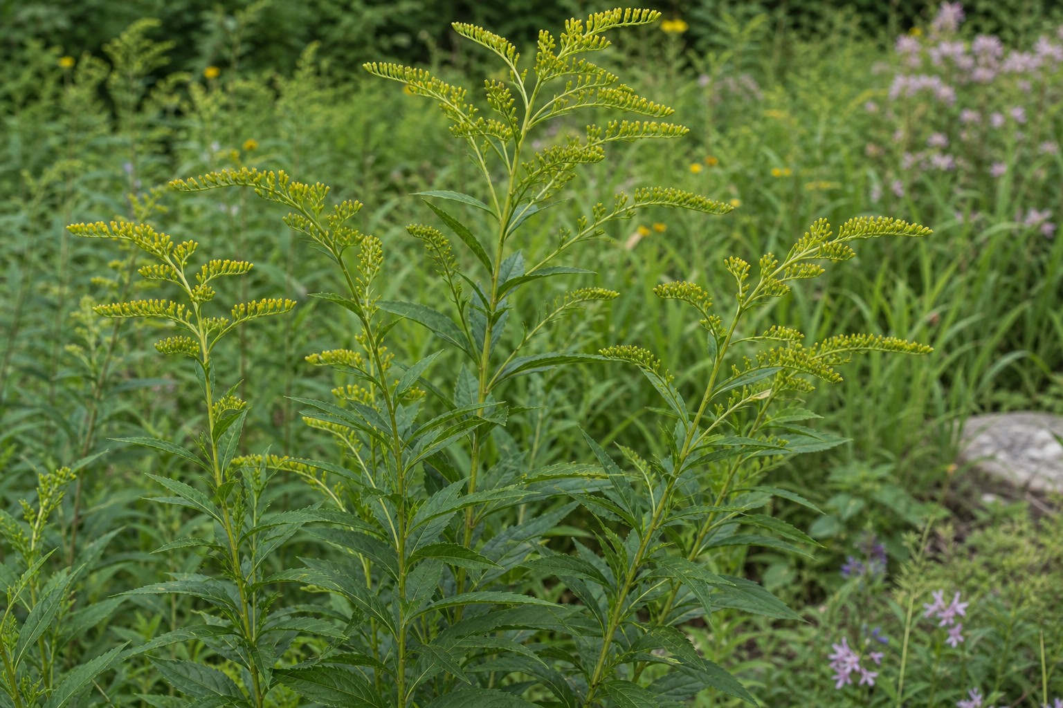 Goldenrod (Solidago canadensis) identification photo