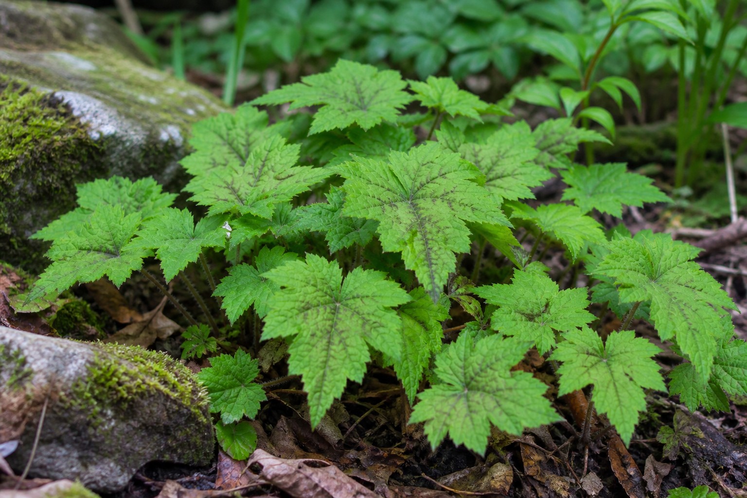 Foamflower (Tiarella cordifolia) identification photo