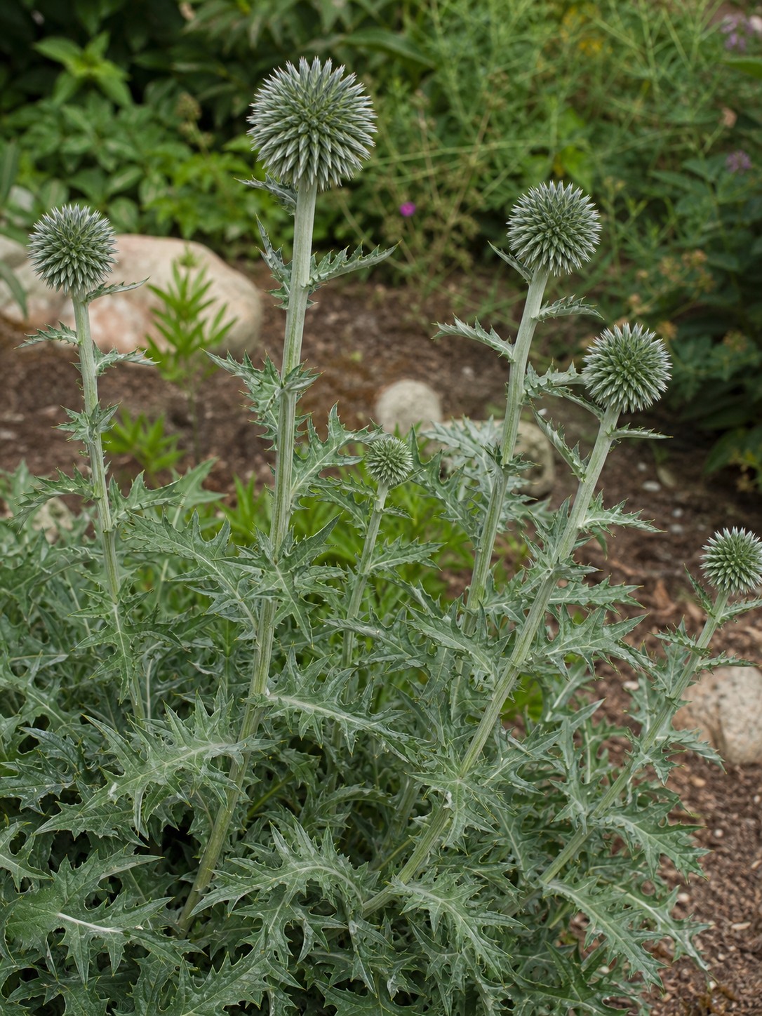 Globe Thistle (Echinops ritro) identification photo