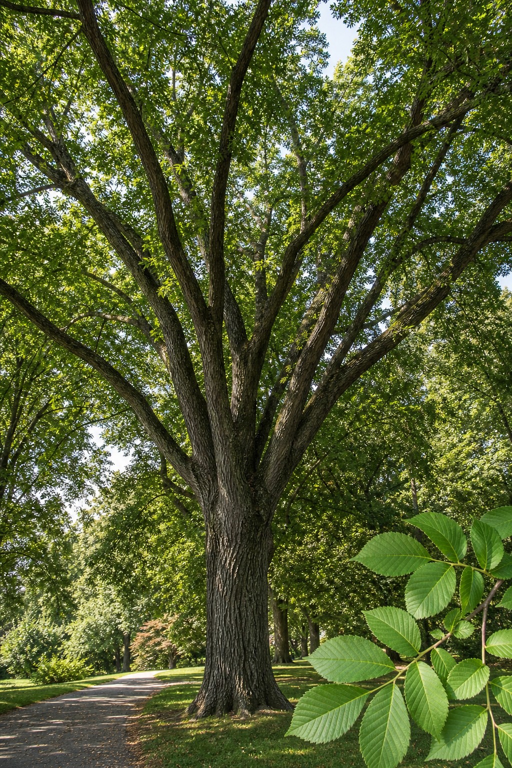 American Elm (Ulmus americana) identification photo