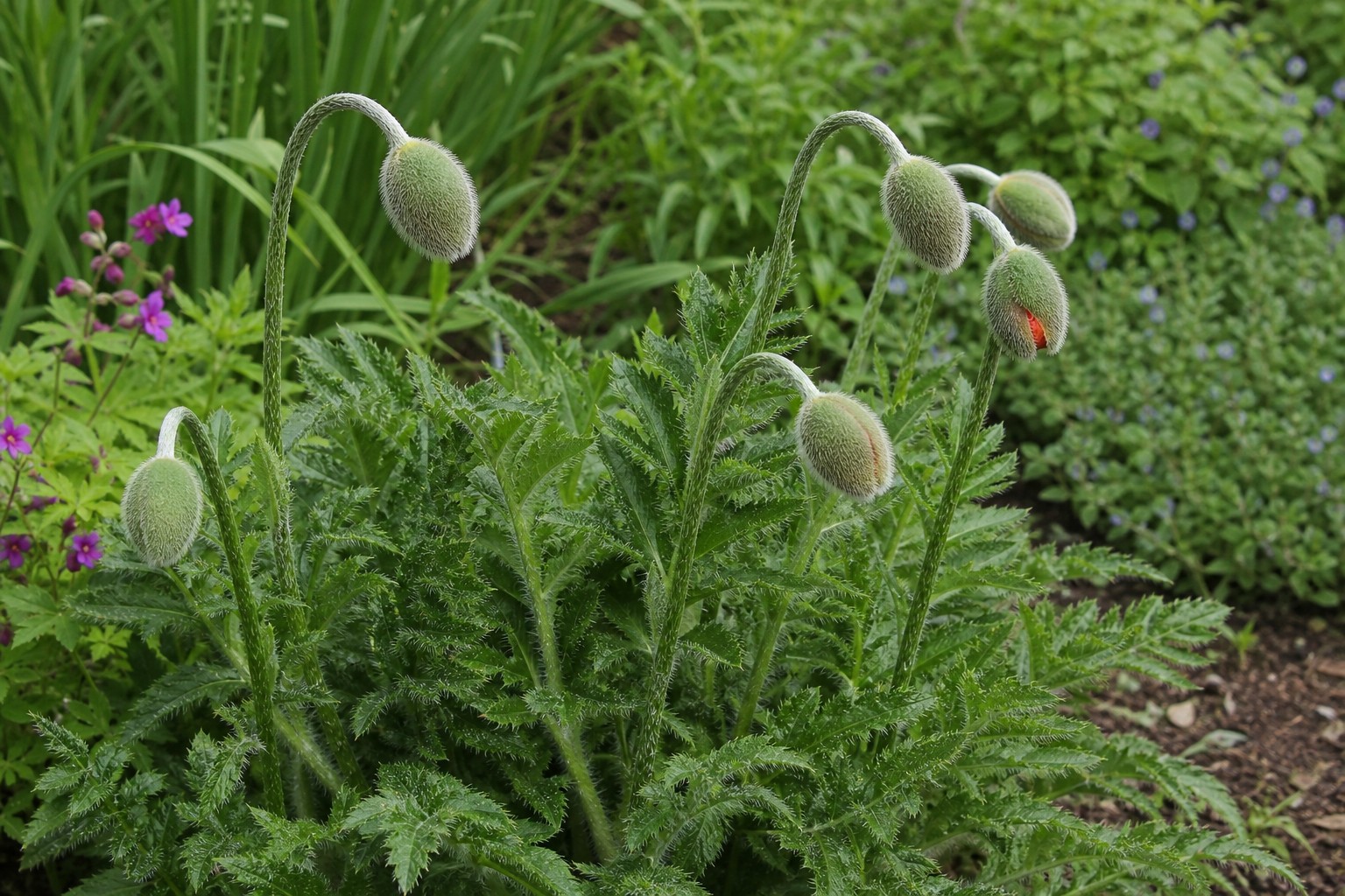 Oriental Poppy (Papaver orientale) identification photo