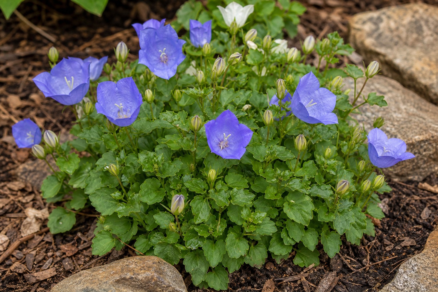 Bellflower (Campanula carpatica) identification photo