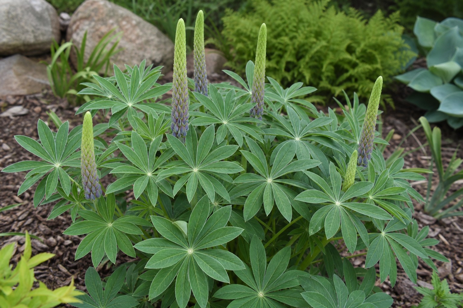 Lupine (Lupinus polyphyllus) identification photo