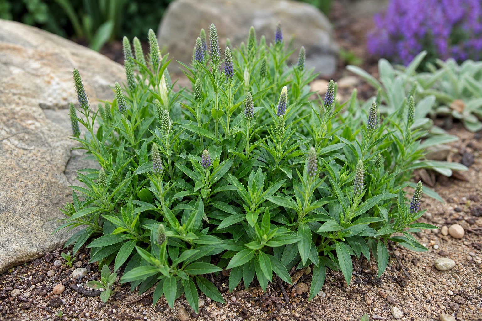 Speedwell (Veronica spicata) identification photo