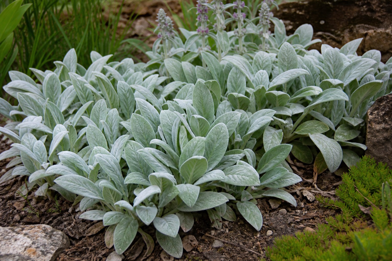 Lambs Ear (Stachys byzantina) identification photo