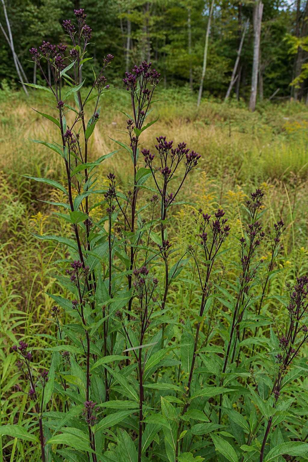 Ironweed (Vernonia noveboracensis) identification photo