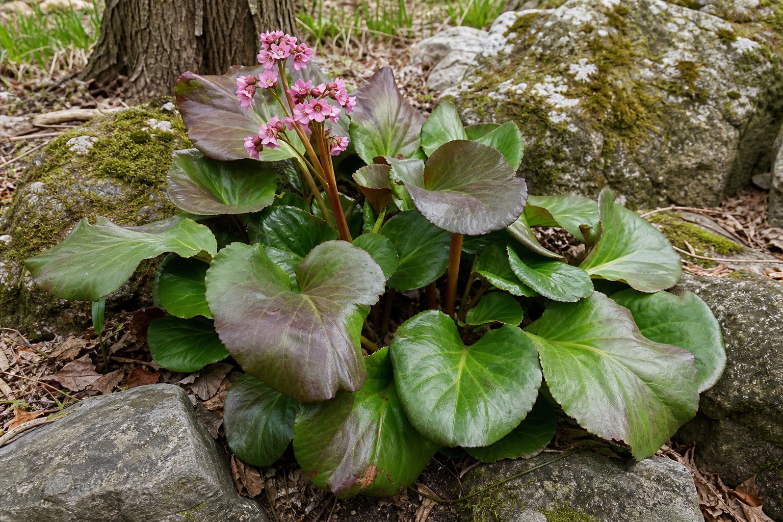 Bergenia (Bergenia cordifolia) identification photo