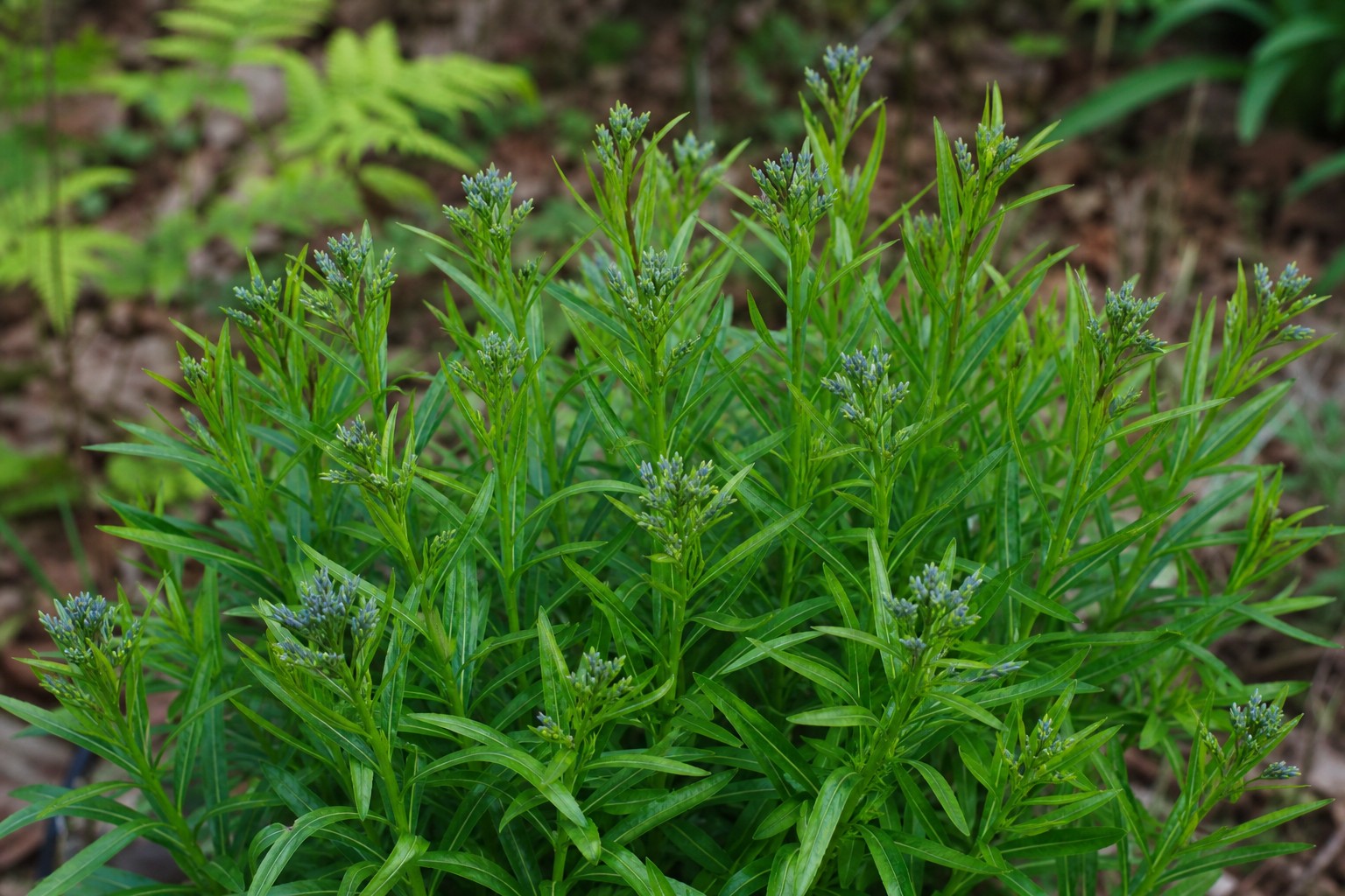 Blue Star (Amsonia tabernaemontana) identification photo