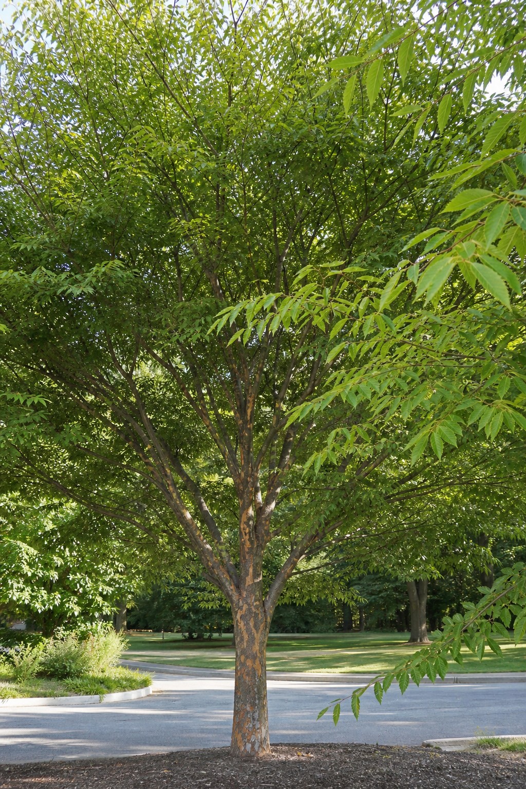 Zelkova (Zelkova serrata) identification photo