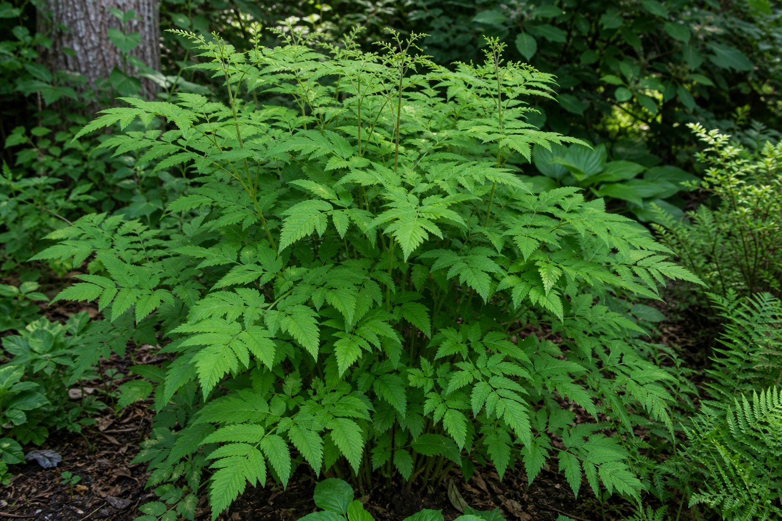 Goatsbeard (Aruncus dioicus) identification photo