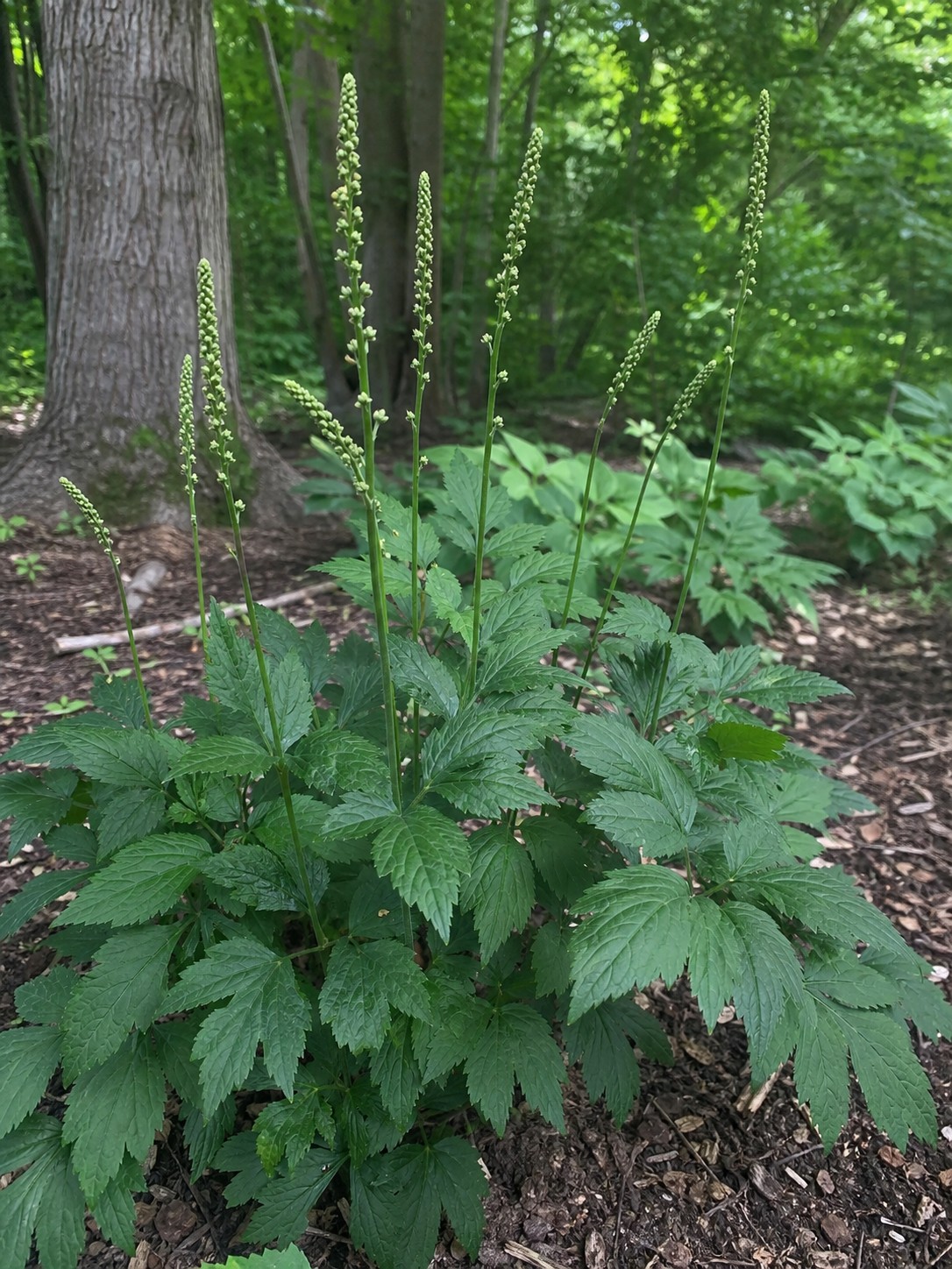 Snakeroot (Actaea racemosa) identification photo