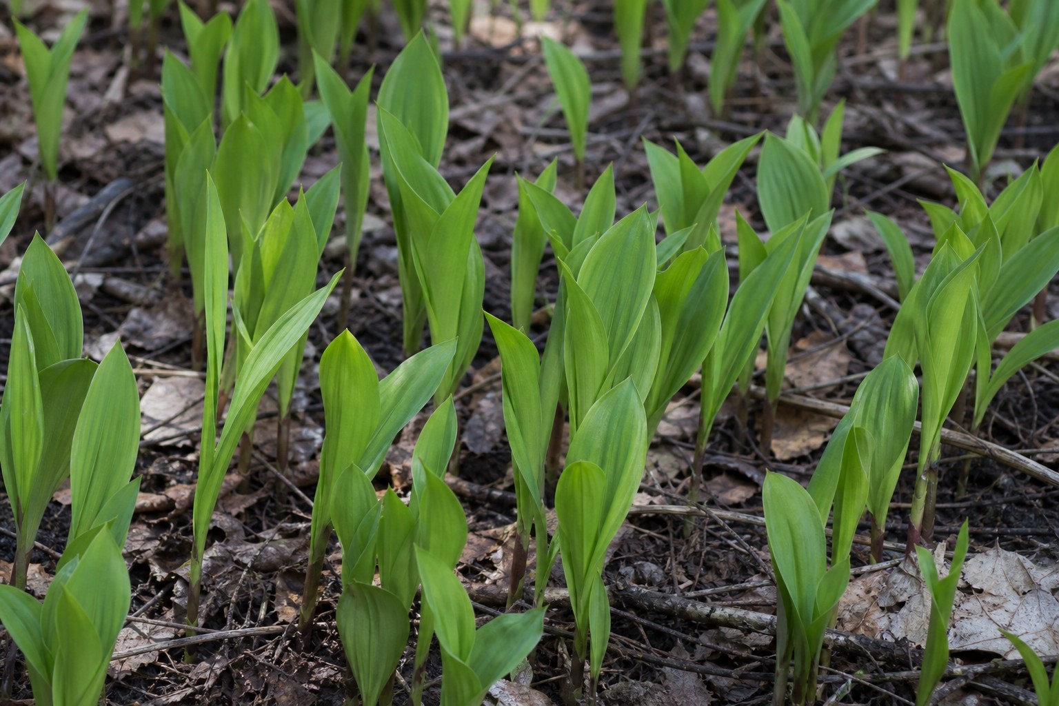 Lily of the Valley (Convallaria majalis) identification photo
