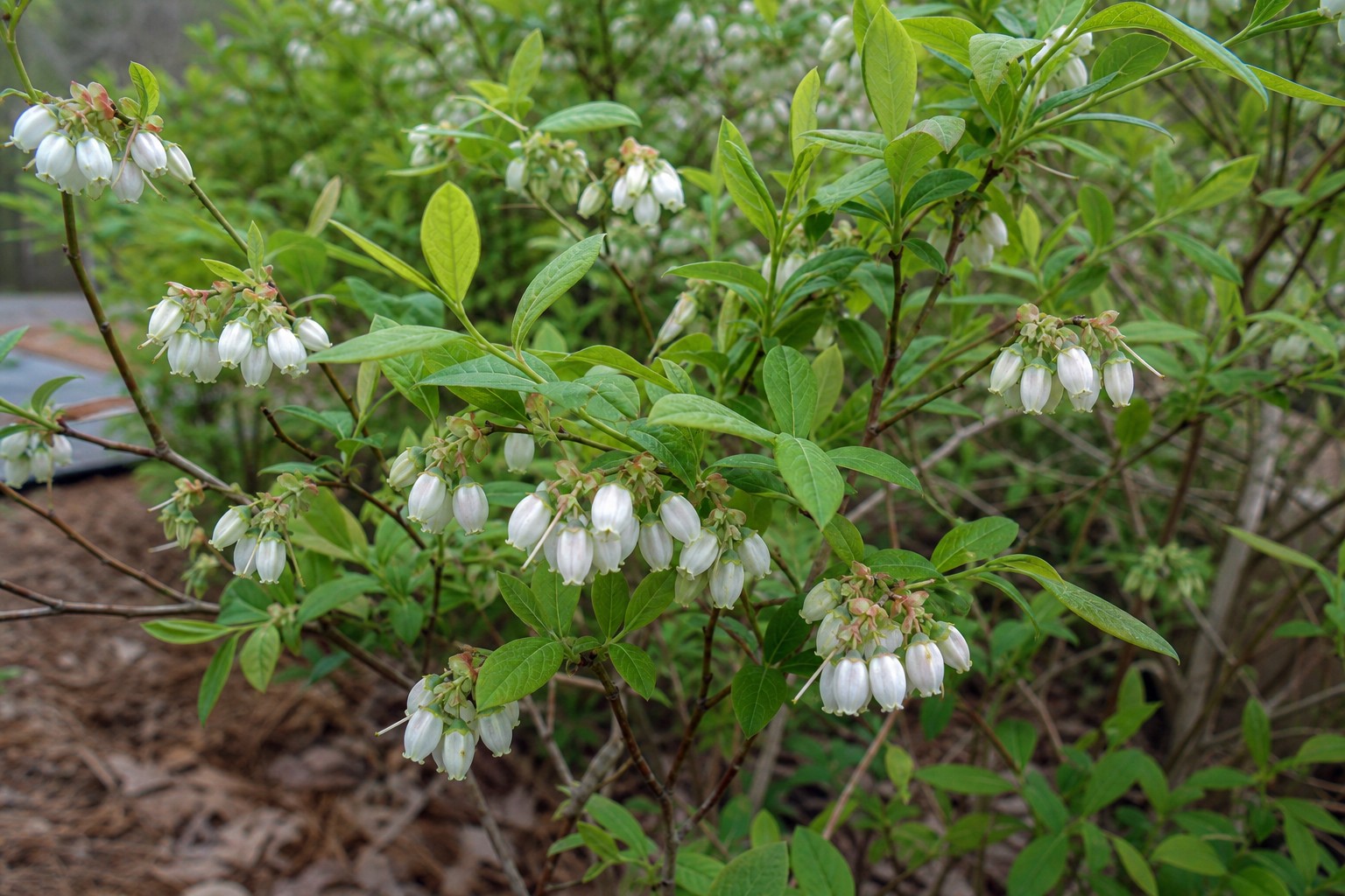 Blueberry (Vaccinium corymbosum) identification photo
