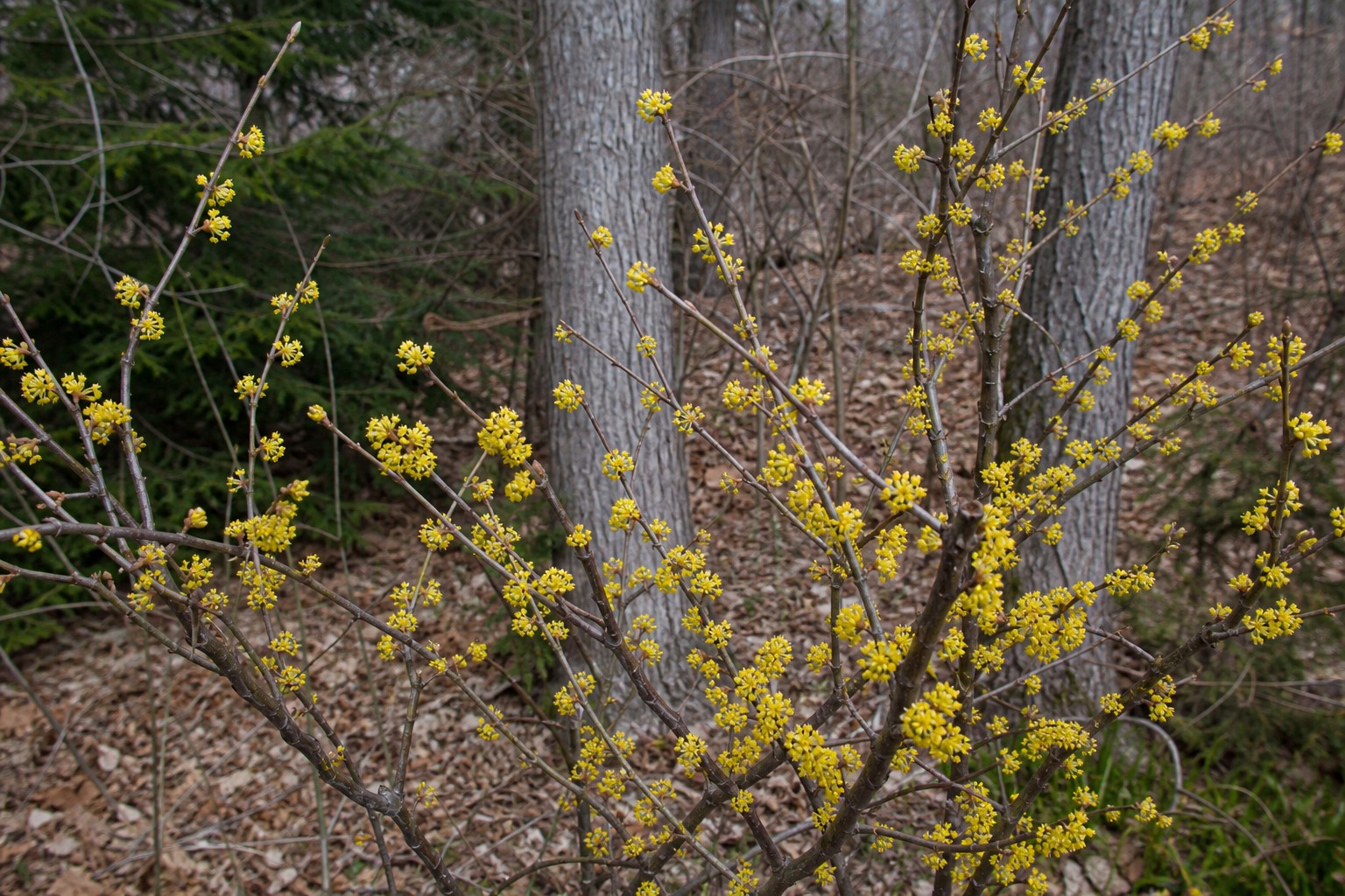 Spicebush (Lindera benzoin) identification photo