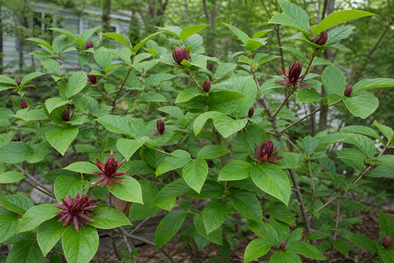 Sweetshrub (Calycanthus floridus) identification photo