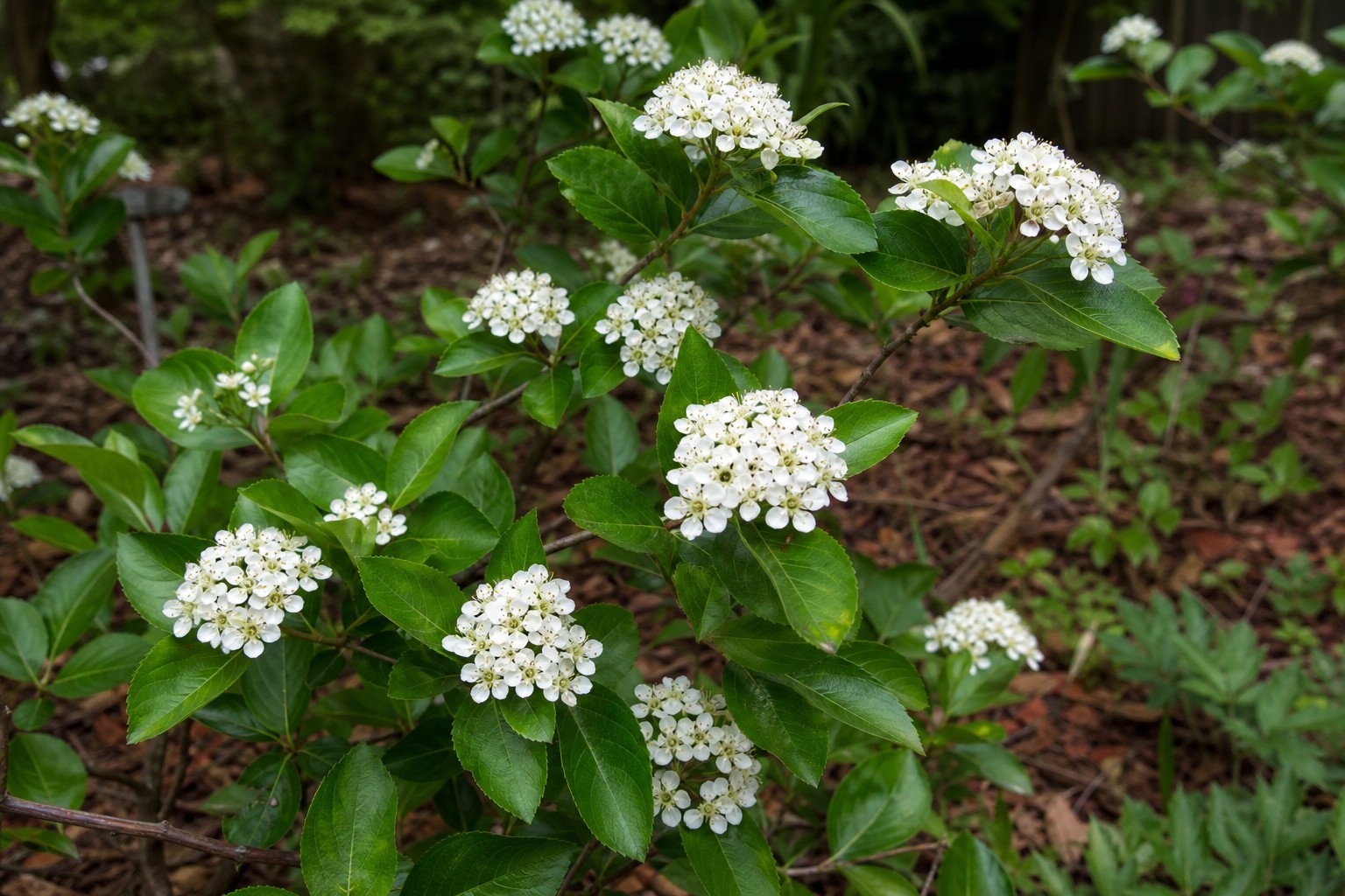 Black Chokeberry (Aronia melanocarpa) identification photo