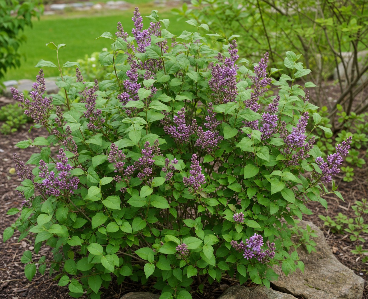 Miss Kim Lilac (Syringa patula Miss Kim) identification photo