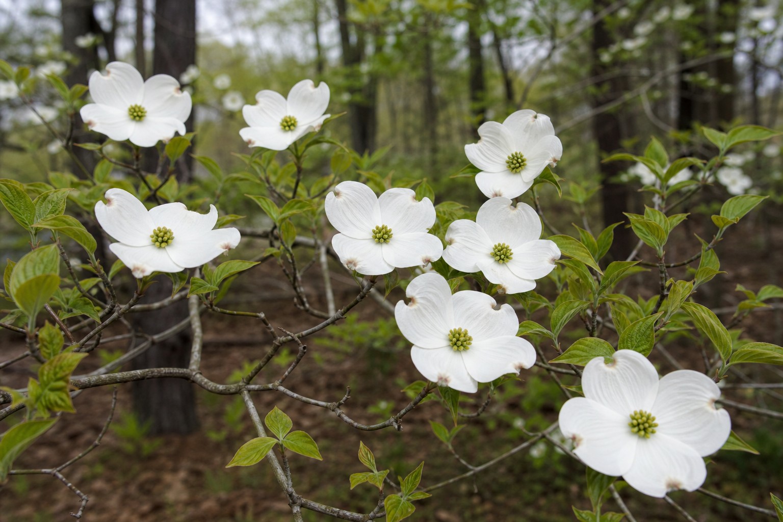 Flowering Dogwood (Cornus florida) identification photo