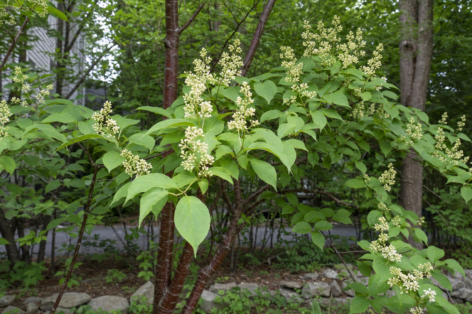Japanese Tree Lilac (Syringa reticulata) identification photo