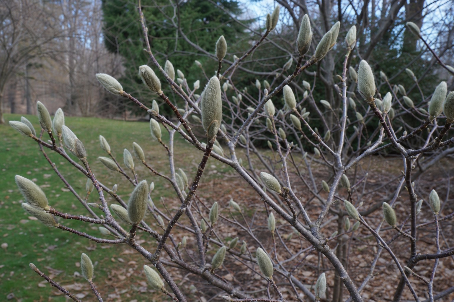 Star Magnolia (Magnolia stellata) identification photo